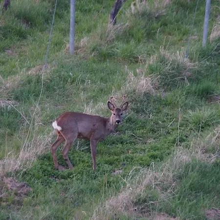Castellberg Szálloda *