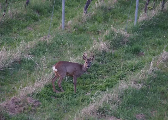 Castellberg ホテル *